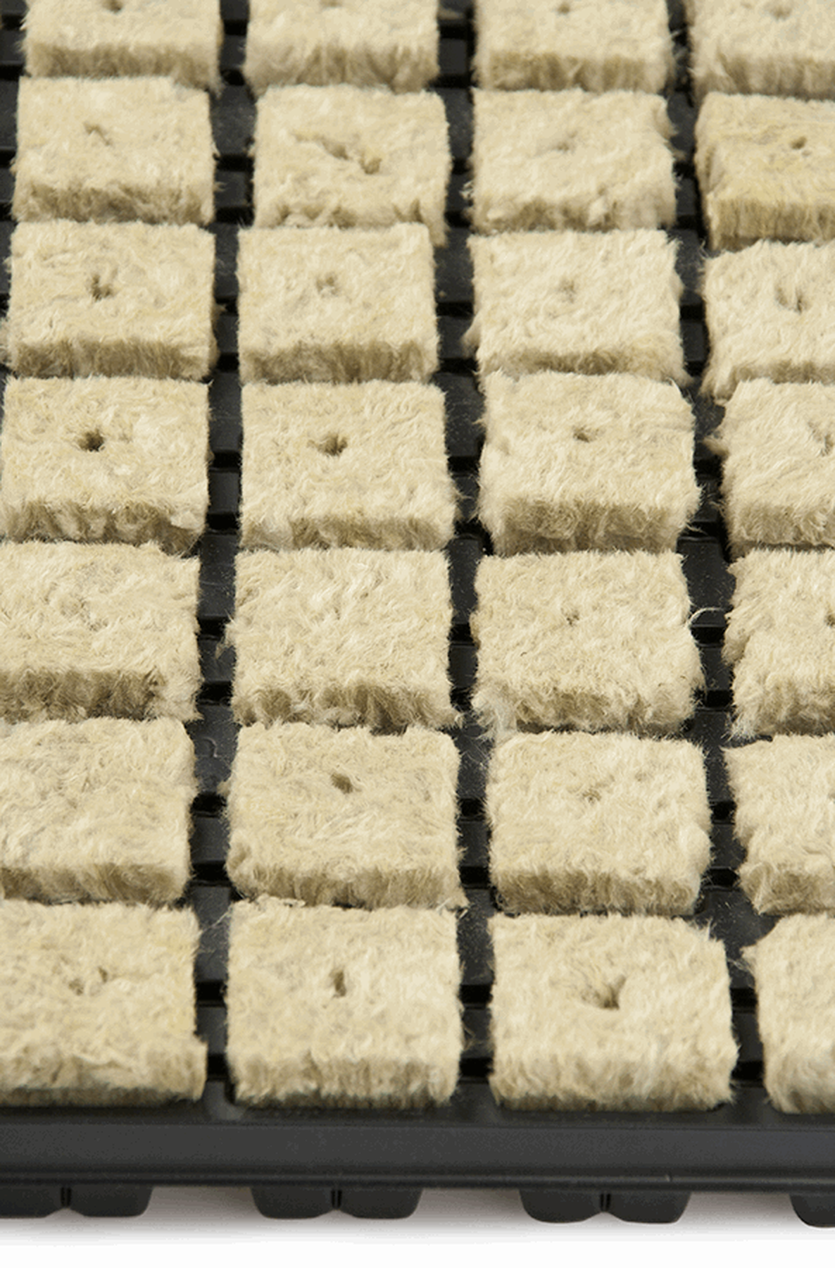  - Grodan Anzuchtmatte SBS 36/77, inkl. Plastikuntersatz, mit 77 Anzuchtwürfel -  