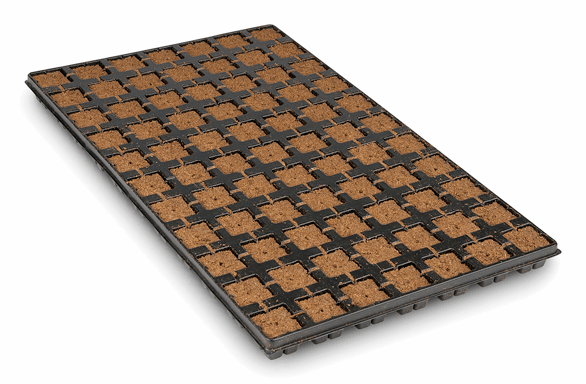  - Eazy Plug®, Stecklingsblöcke, Tray à 77 St., 3,5 x 3,5 cm -  